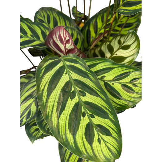 CALATHEA Makoyana D21 P 60CM