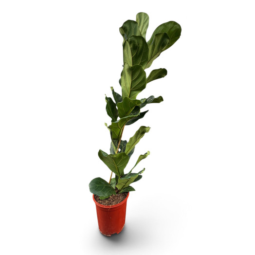 FICUS lyrata D21 P 110-120CM