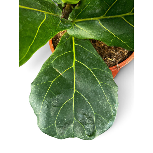 FICUS lyrata D21 P 110-120CM
