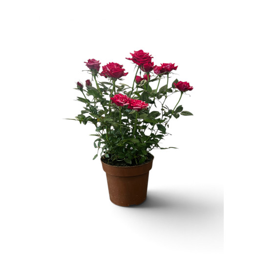 ROSA x D14 P x7 Twister BICOLORE
