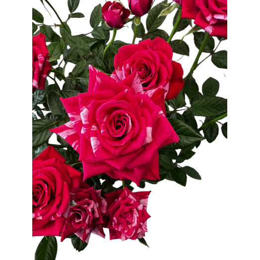 ROSA x D14 P x7 Twister BICOLORE