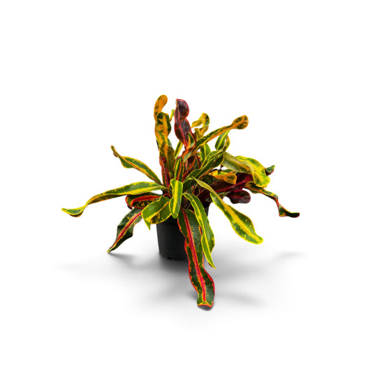 CODIAEUM variegatum D12 P x6 Mammi