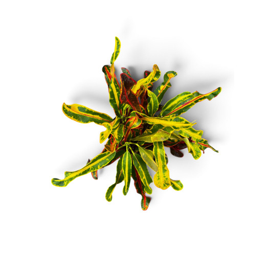 CODIAEUM variegatum D12 P x6 Mammi