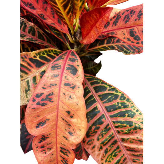 CODIAEUM variegatum D24 P RAMIFIE Mrs Iceton