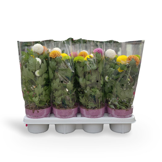 CHRYSANTHEMUM ind MULTI D14 X7 Flowpop MIX