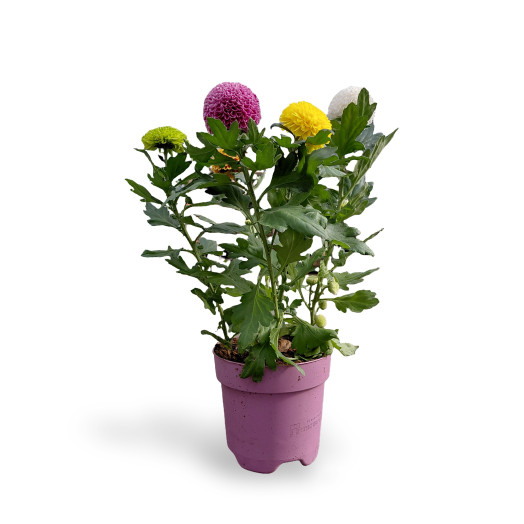 CHRYSANTHEMUM ind MULTI D14 P x7 Flowpop MIX