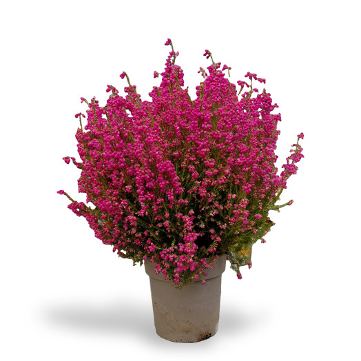 ERICA gracilis D12X8