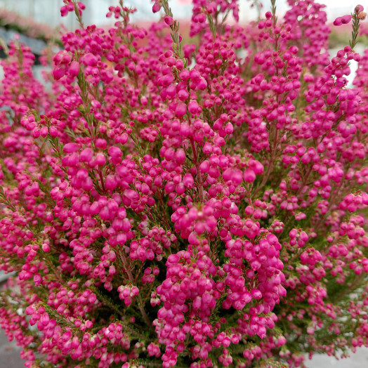 ERICA gracilis D12X8