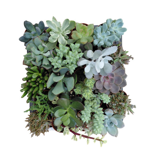 MINI SUCCULENTE x D05.5 X20 MIX