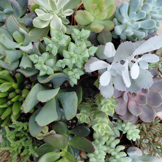 MINI SUCCULENTE x D05.5 X20 MIX