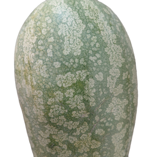 CUCURBITA gigerine Citrullus Lanatus Petite