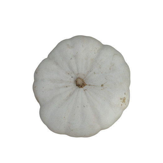 CUCURBITA maxima White Flat Boer