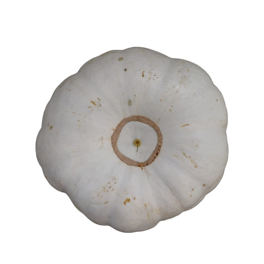 CUCURBITA maxima White Flat Boer