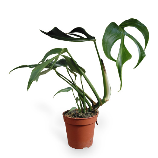 MONSTERA deliciosa D15 P x4 Burle Marx Flame