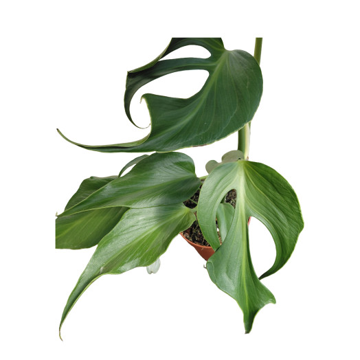 MONSTERA deliciosa D15 P x4 Burle Marx Flame