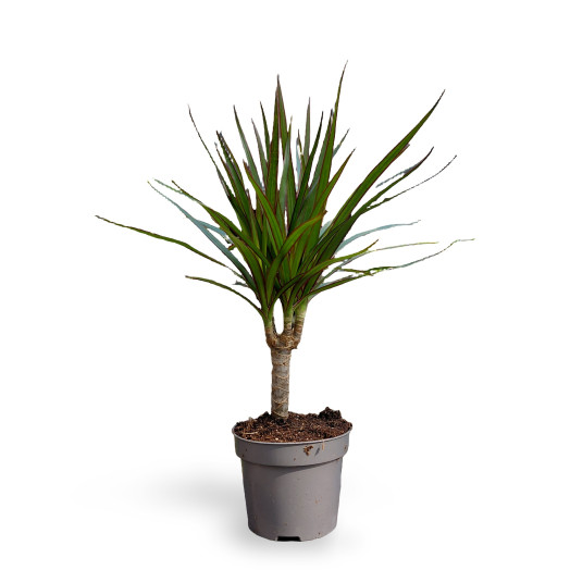 DRACAENA marginata D12 X10 Marginata