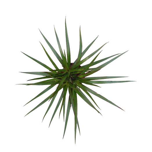 DRACAENA marginata D12 X10 Marginata
