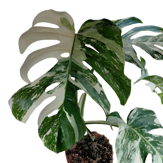 MONSTERA deliciosa D15 P Variegata