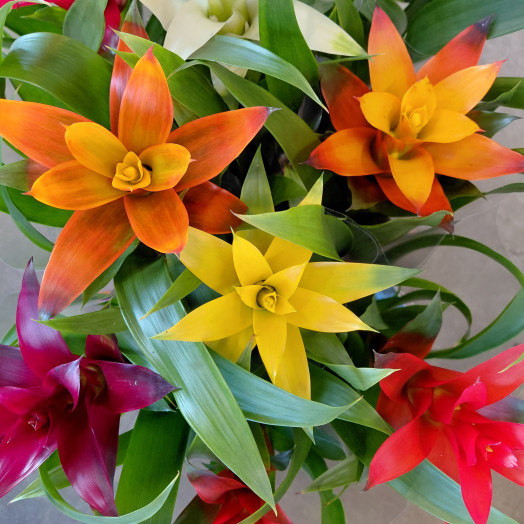 GUZMANIA x D11C P x9 MIX