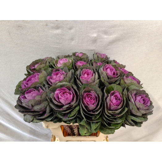 BRASSICA CONDOR RED 60
