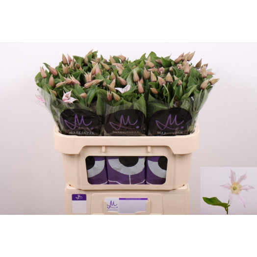 CLEMATIS AMAZING KANSAS 70