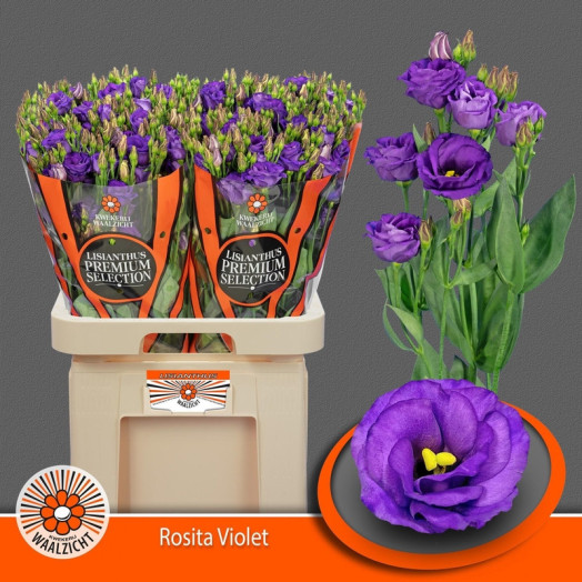 EUSTOMA G ROSITA VIOLET 70
