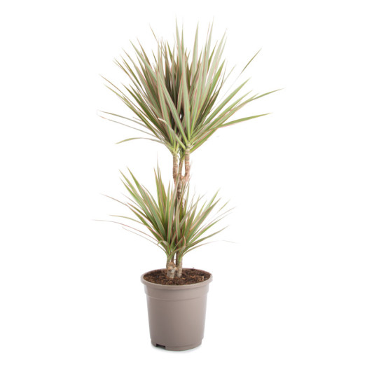 DRACAENA marginata D17 x6 BICOLOR
