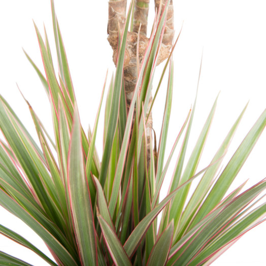 DRACAENA marginata D17 x6 BICOLOR