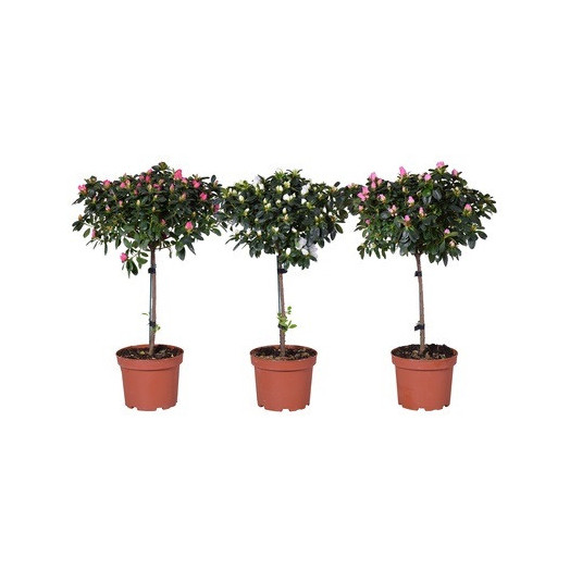 AZALEA hybride D19 P TIGE 65CM