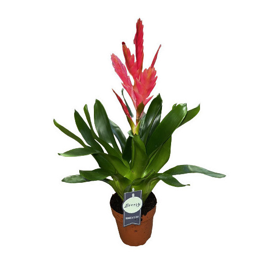 VRIESEA hybride D12 P x6 Salima