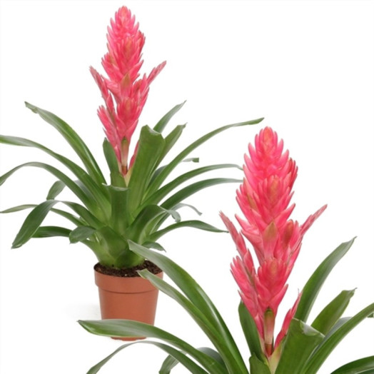 VRIESEA hybride D12 P x6 Salima