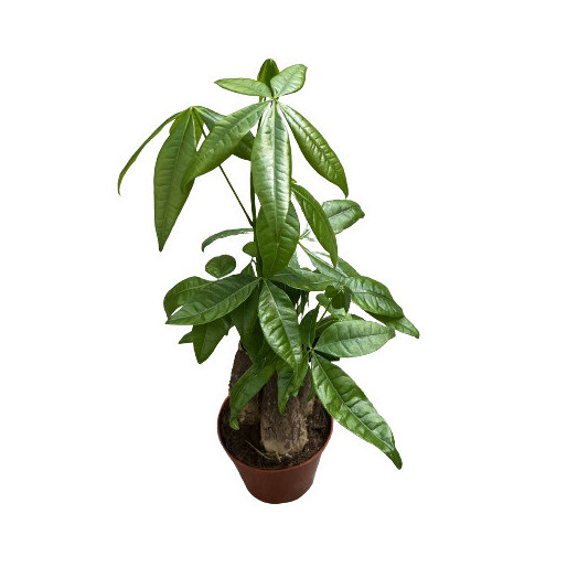 PACHIRA aquatica D12 X6