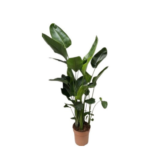 STRELITZIA nicolai D30 180-200CM
