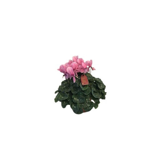CYCLAMEN persicum D15 X3 Illusia