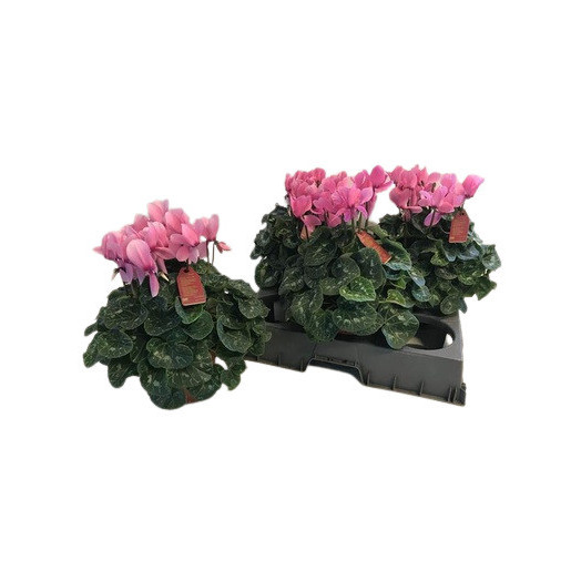 CYCLAMEN persicum D15 X3 Illusia