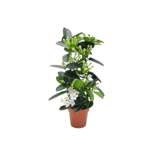 STEPHANOTIS floribunda D12 P x6 CYLINDRE 7+