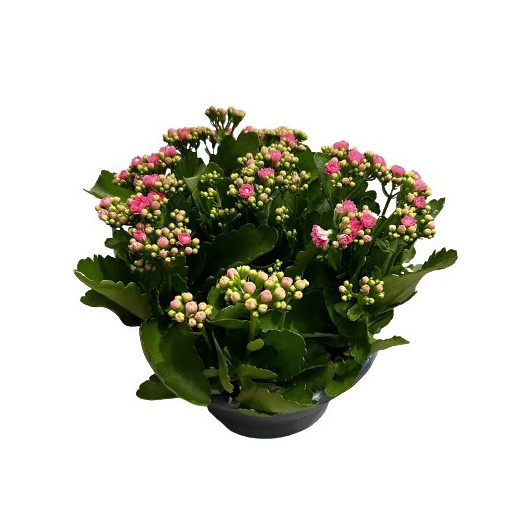 KALANCHOE blossfeldiana D23 P Double Rosalina Don Nando