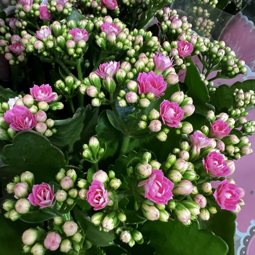KALANCHOE blossfeldiana D23 P Double Rosalina Don Nando