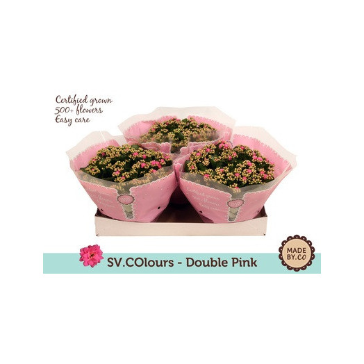 KALANCHOE blossfeldiana D23 P Double Rosalina Don Nando