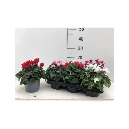 CYCLAMEN persicum D12 X6 Elegante