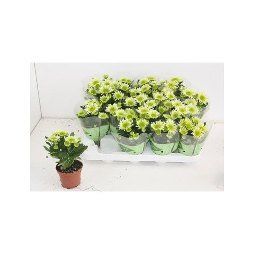 CHRYSANTHEMUM ind D08x16 Swifty MIX