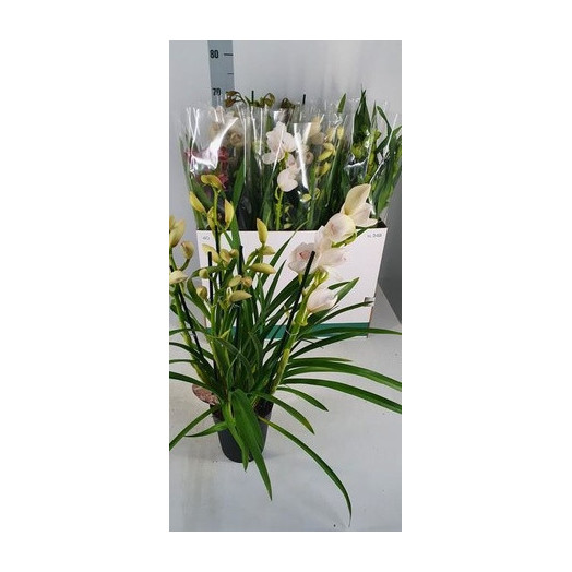 CYMBIDIUM hybride D14 4-5BR x7 MIX