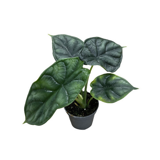 MINI ALOCASIA baginda D06 X12 Dragon Scale