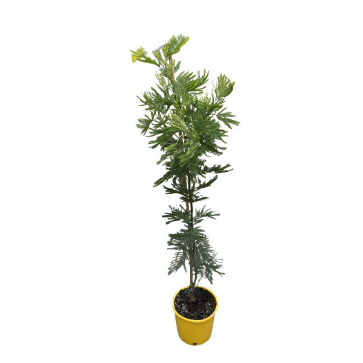ACACIA dealbata D22 CANNE Mimosa gaulois 130-140CM