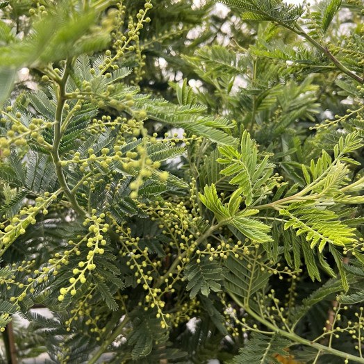 ACACIA dealbata D22 CANNE Mimosa gaulois 130-140CM