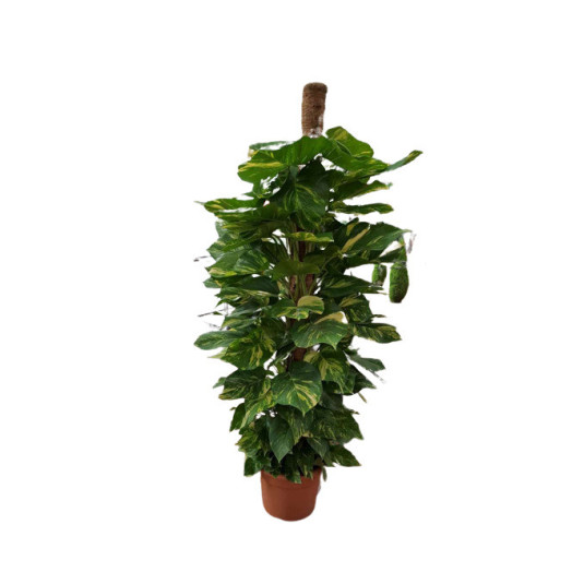 SCINDAPSUS aureus D35 Epipremnum 180CM TUTEUR MOUSSE