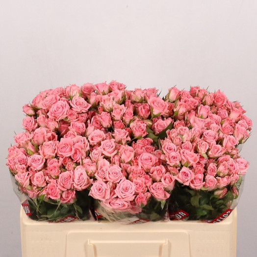 ROSA TR BRANCHUE ODILIA 50