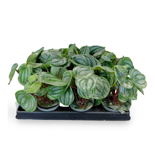 MINI PEPEROMIA caperata D06 x12 Aruba