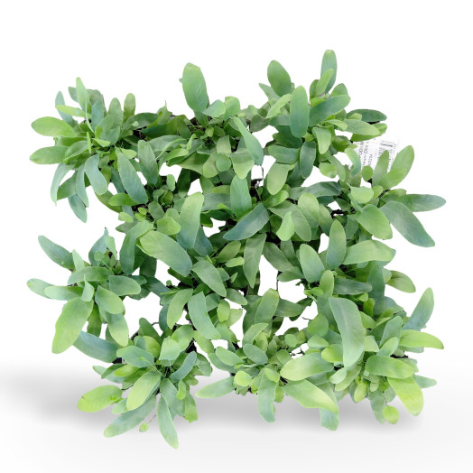 MINI POLYPODIUM aureum D06 x12