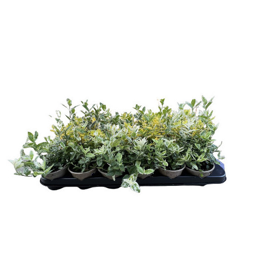 EUONYMUS japonicus D09x24 MIX